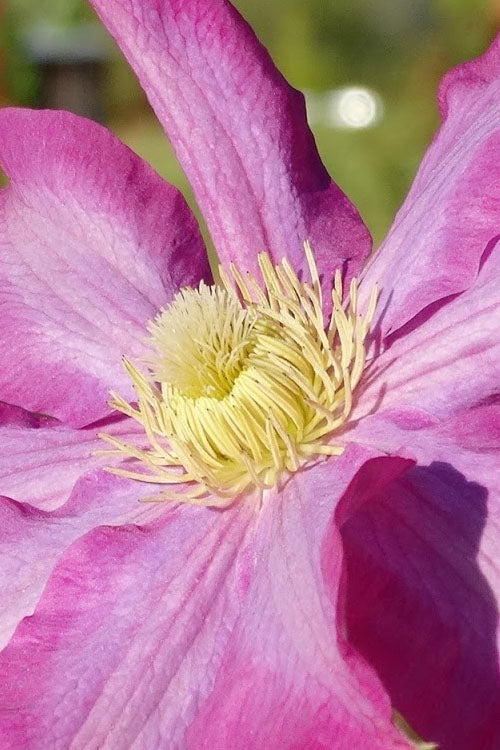 Pink Champagne Clematis - 1 Gallon Pot