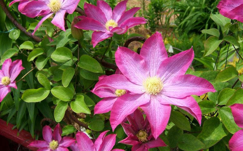  Pink Champagne Clematis - 1 Gallon Pot