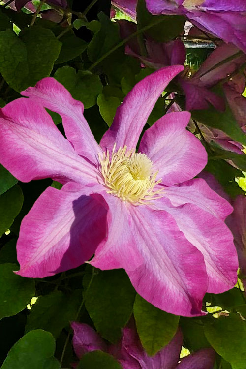  Pink Champagne Clematis - 1 Gallon Pot