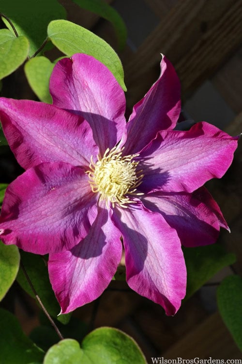  Pink Champagne Clematis - 1 Gallon Pot
