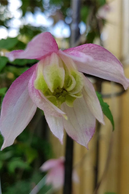  Pink Flamingo Clematis - 1 Gallon Pot