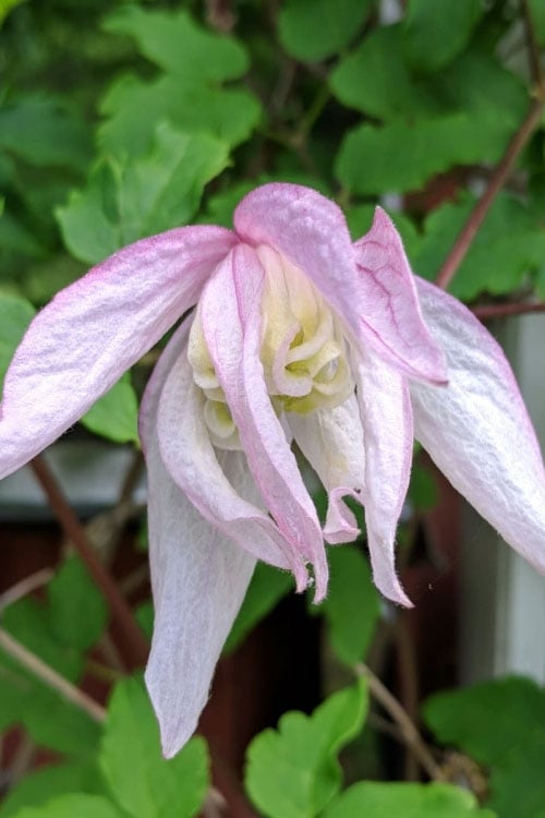  Pink Flamingo Clematis - 1 Gallon Pot