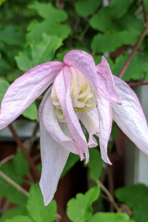  Pink Flamingo Clematis - 1 Gallon Pot