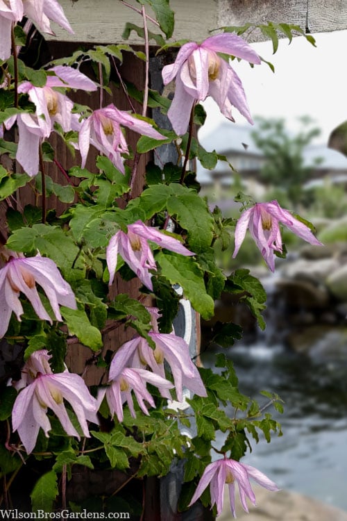  Pink Flamingo Clematis - 1 Gallon Pot