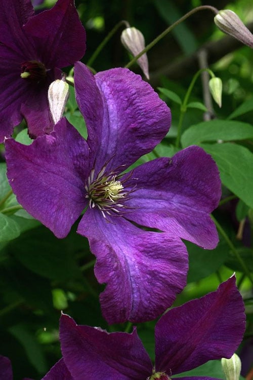  Polish Spirit Clematis - 1 Gallon Pot