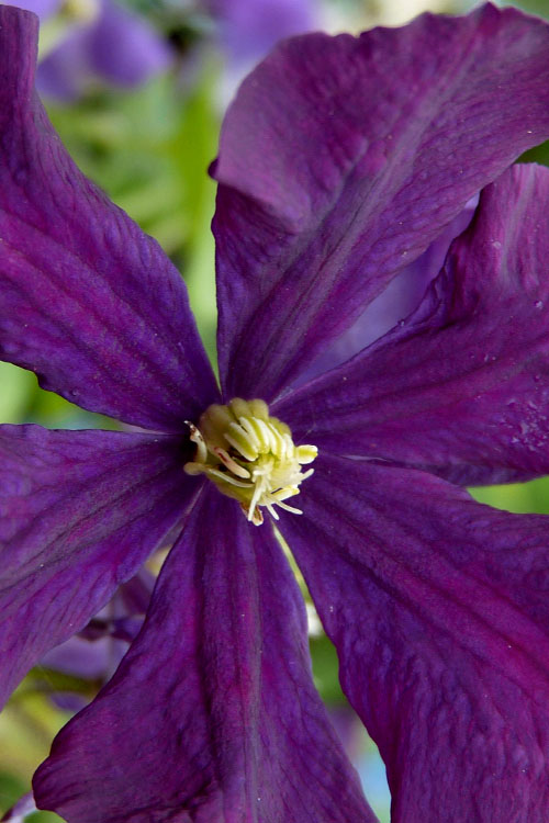  Polish Spirit Clematis - 1 Gallon Pot
