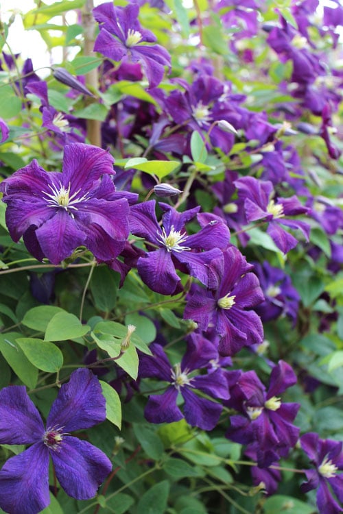  Polish Spirit Clematis - 1 Gallon Pot