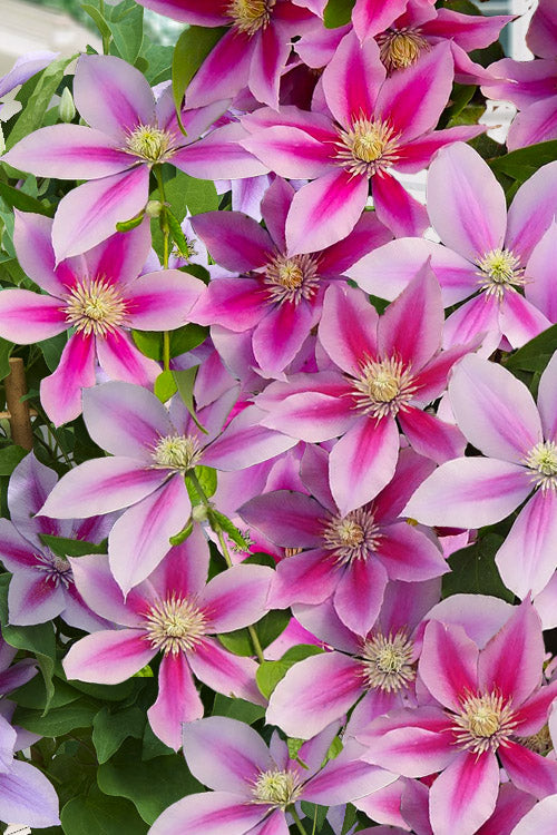  Poseidon Clematis - 1 Gallon Pot