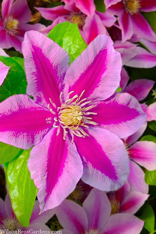  Poseidon Clematis - 1 Gallon Pot