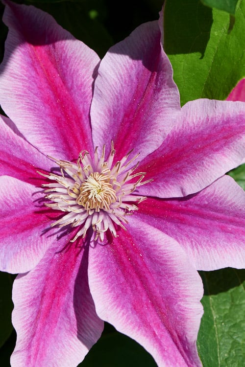  Poseidon Clematis - 1 Gallon Pot