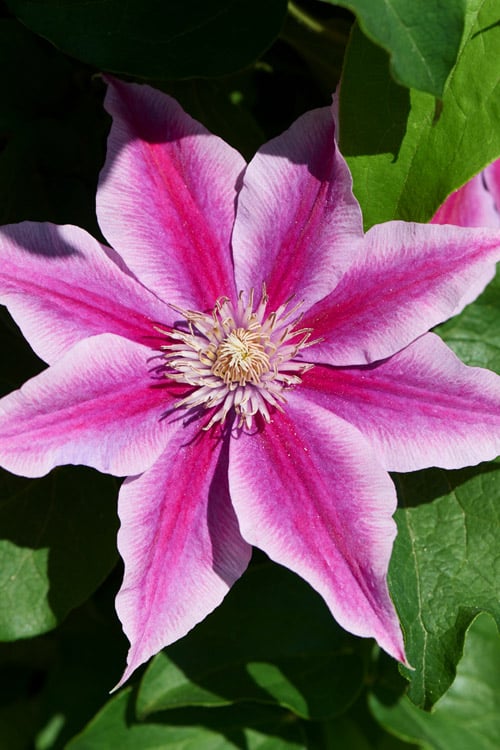  Poseidon Clematis - 1 Gallon Pot