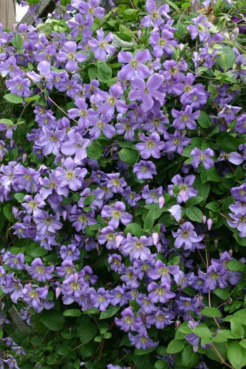  Prince Charles Clematis - 1 Gallon Pot