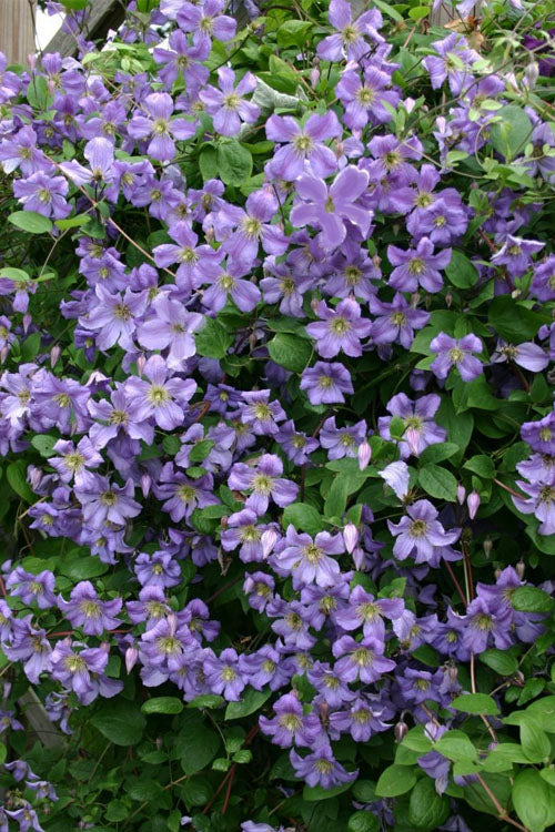  Prince Charles Clematis - 1 Gallon Pot