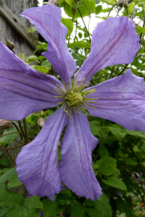  Prince Charles Clematis - 1 Gallon Pot