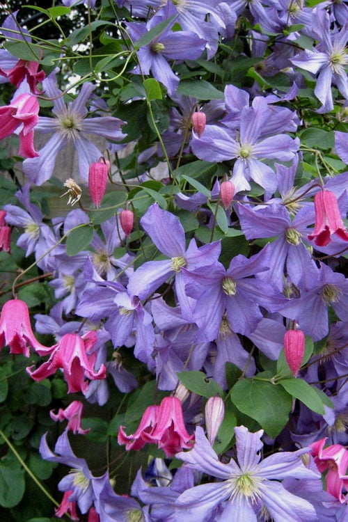  Prince Charles Clematis - 1 Gallon Pot