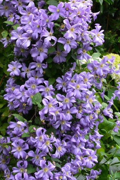  Prince Charles Clematis - 1 Gallon Pot