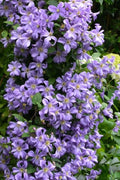 Prince Charles Clematis - 1 Gallon Pot