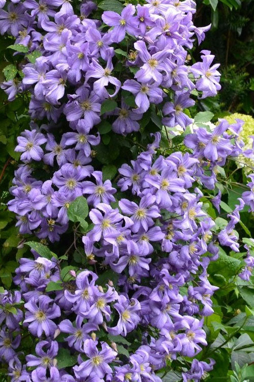  Prince Charles Clematis - 1 Gallon Pot