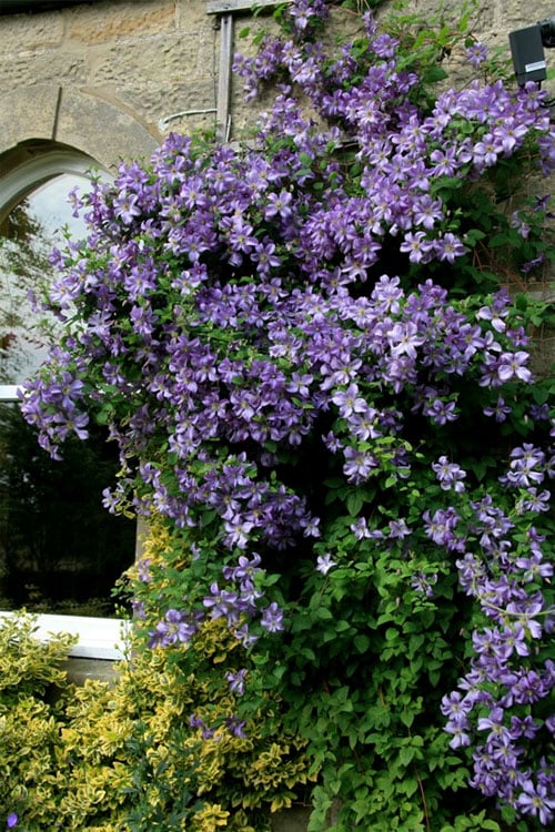  Prince Charles Clematis - 1 Gallon Pot
