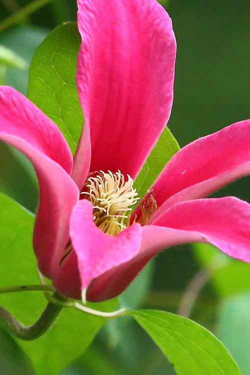  Princess Diana Clematis - 1 Gallon Pot