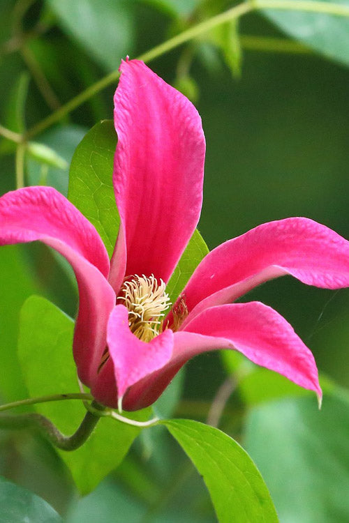  Princess Diana Clematis - 1 Gallon Pot