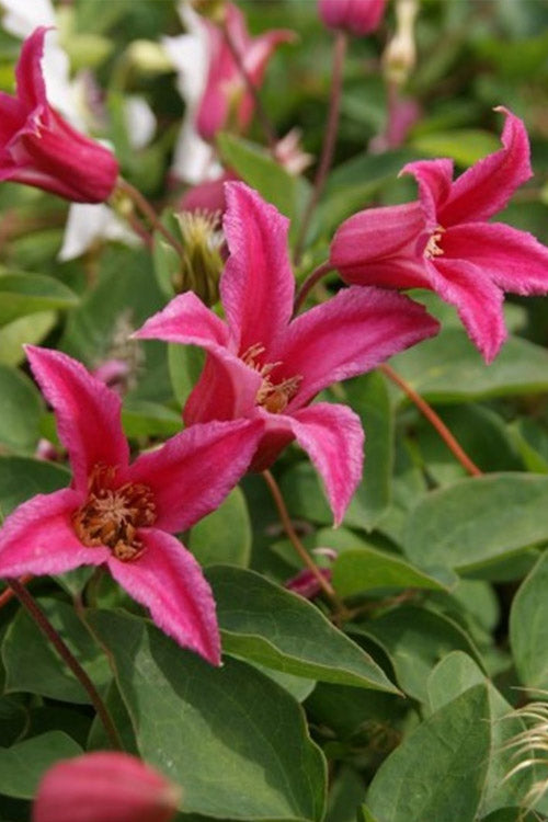  Princess Diana Clematis - 1 Gallon Pot