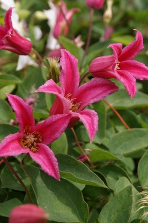  Princess Diana Clematis - 1 Gallon Pot