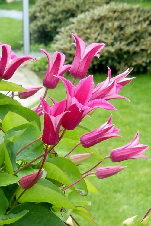  Princess Diana Clematis - 1 Gallon Pot