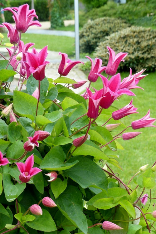  Princess Diana Clematis - 1 Gallon Pot