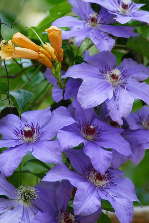  Ramona Clematis - 1 Gallon Pot