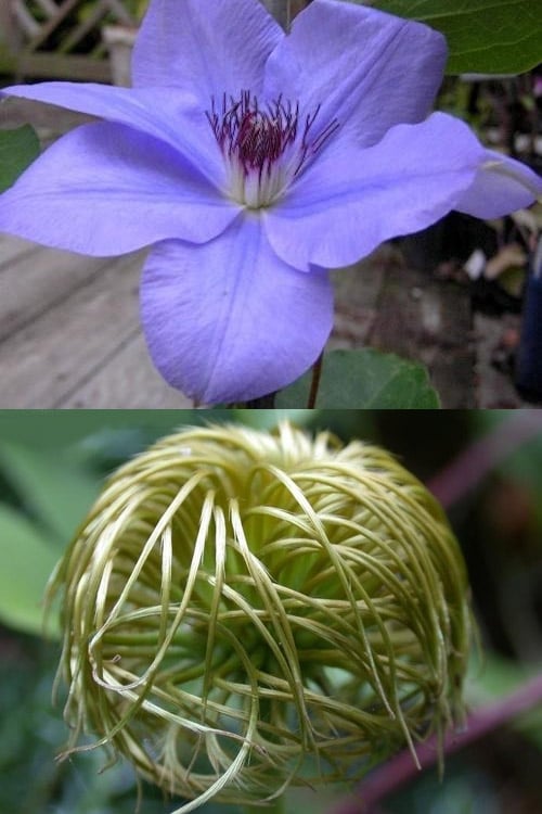 Ramona Clematis - 1 Gallon Pot
