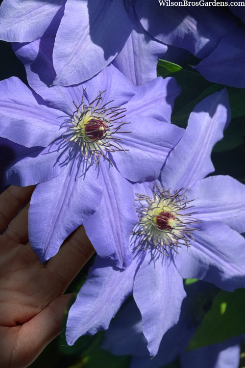  Ramona Clematis - 1 Gallon Pot