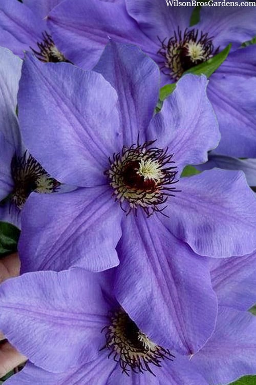  Ramona Clematis - 1 Gallon Pot