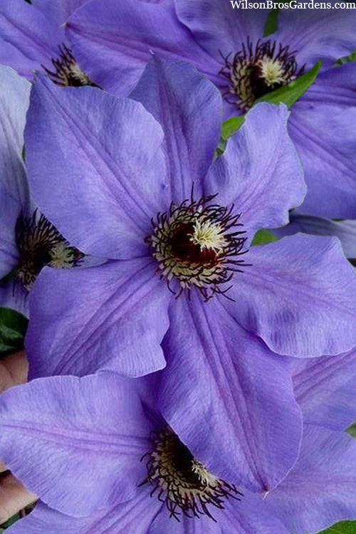  Ramona Clematis - 1 Gallon Pot