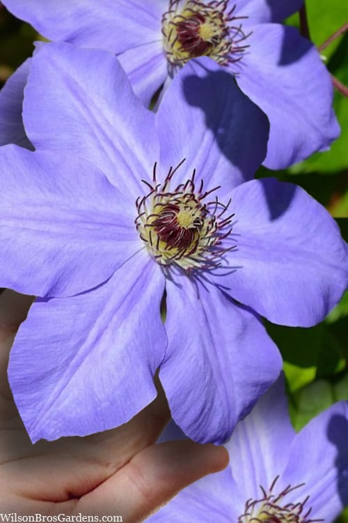 Ramona Clematis - 1 Gallon Pot