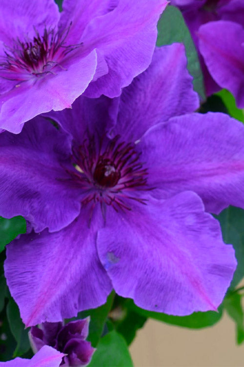  Ravel Clematis - 1 Gallon Pot