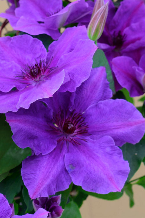  Ravel Clematis - 1 Gallon Pot