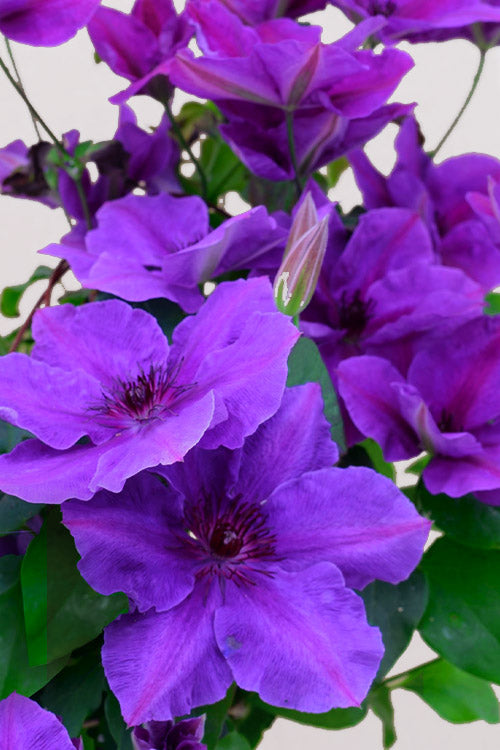  Ravel Clematis - 1 Gallon Pot