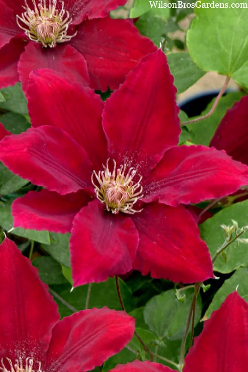  Rebecca Clematis - 1 Gallon Pot