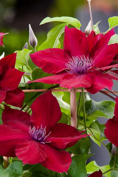  Rebecca Clematis - 1 Gallon Pot