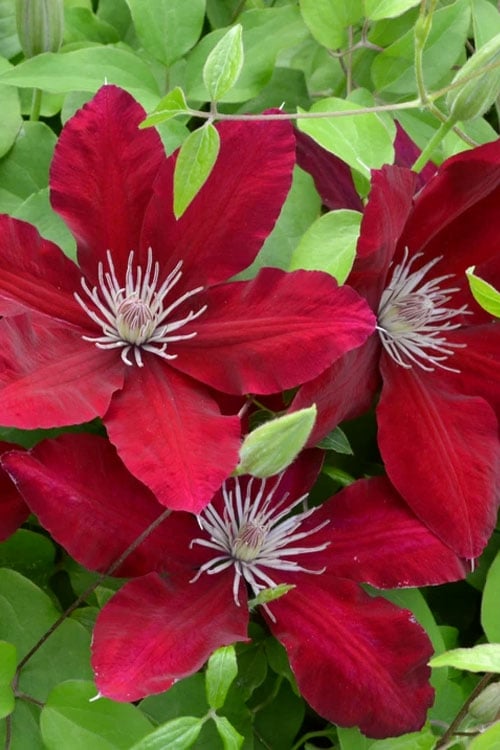  Rebecca Clematis - 1 Gallon Pot