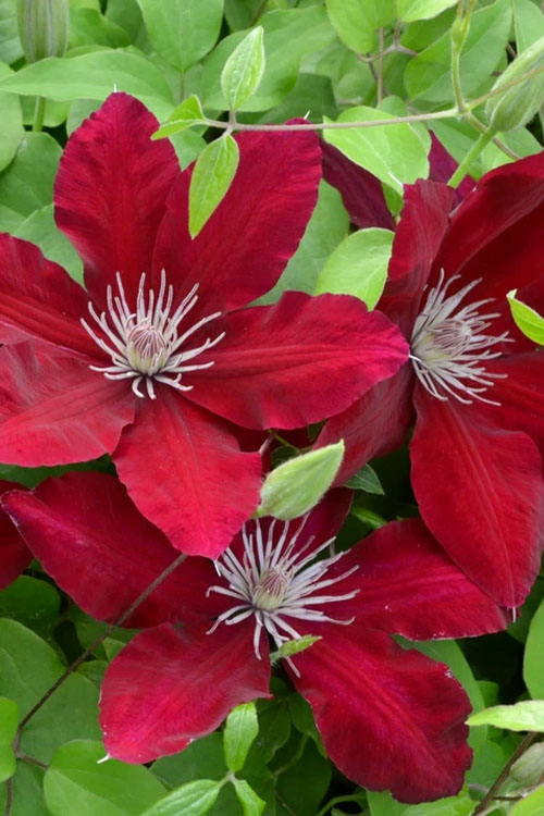  Rebecca Clematis - 1 Gallon Pot