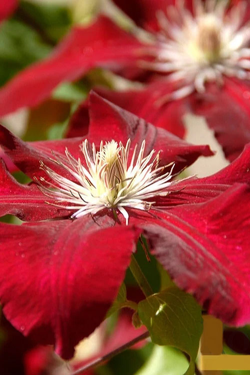  Rebecca Clematis - 1 Gallon Pot