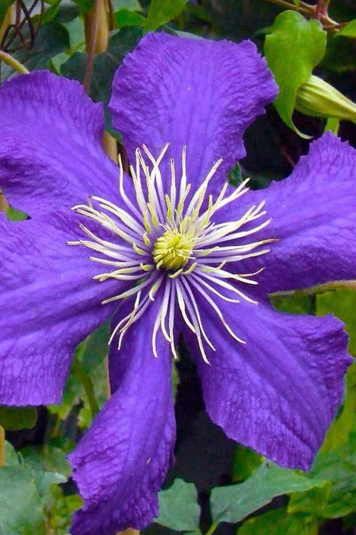  Rhapsody Clematis - 1 Gallon Pot
