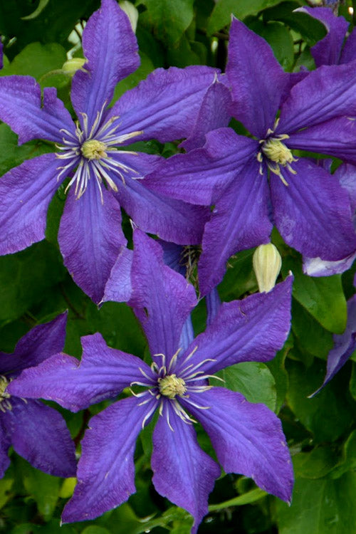  Rhapsody Clematis - 1 Gallon Pot