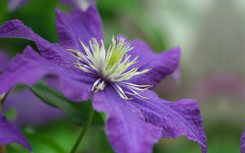  Rhapsody Clematis - 1 Gallon Pot