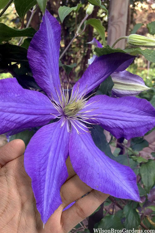  Rhapsody Clematis - 1 Gallon Pot