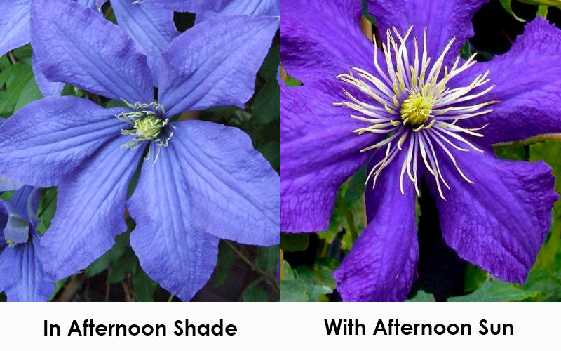 Rhapsody Clematis - 1 Gallon Pot