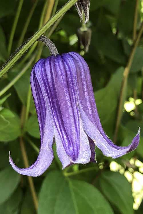 Roguchi Clematis - 1 Gallon Pot