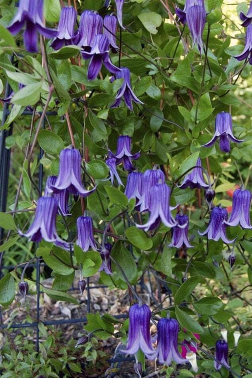  Roguchi Clematis - 1 Gallon Pot